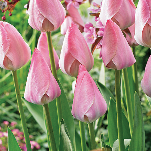 Tulipa mystic van eijk 5/1