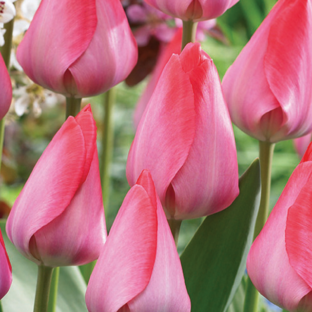 Tulipa van eijk 10/1