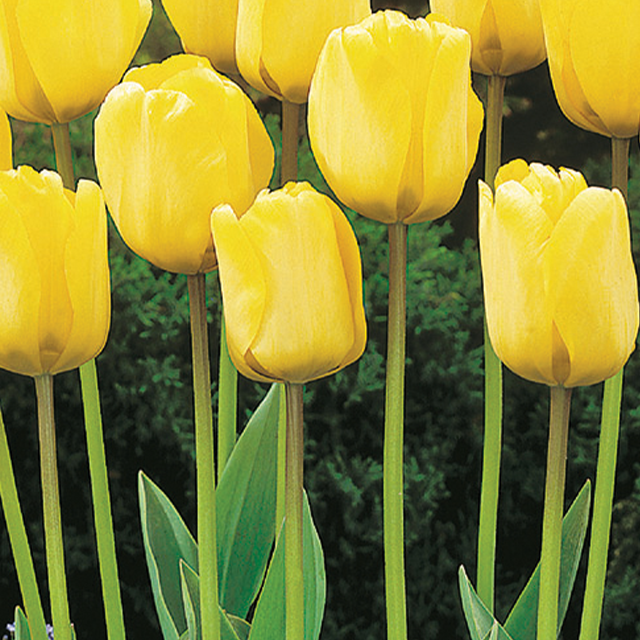 Tulipa golden apeldoorn 10/1