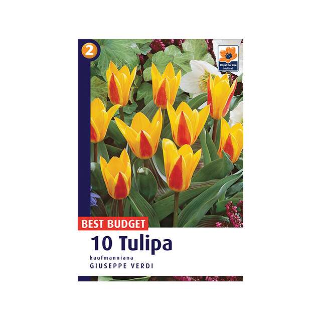 Tulipa giuseppe verdi 10/1