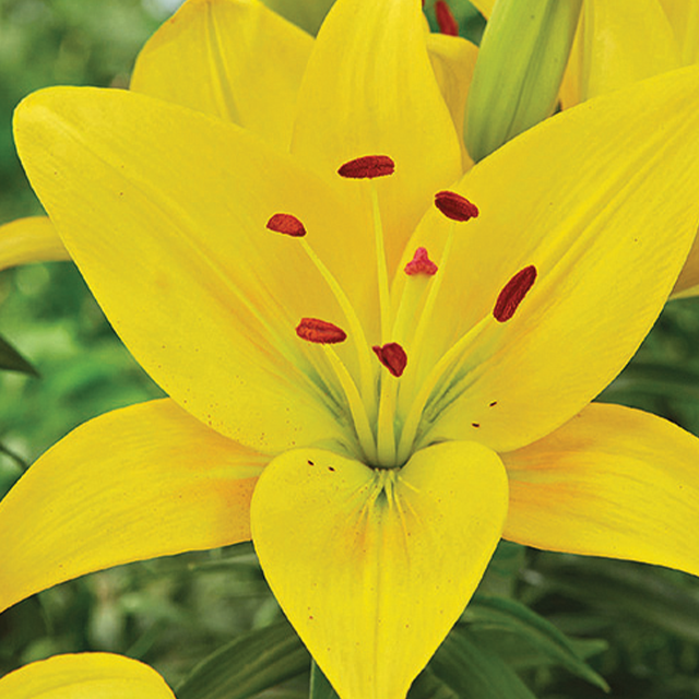 Lilium yellow 1/1