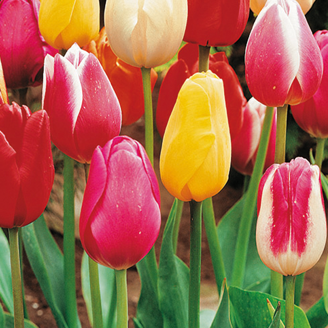 Tulipa triumph mix 10/1