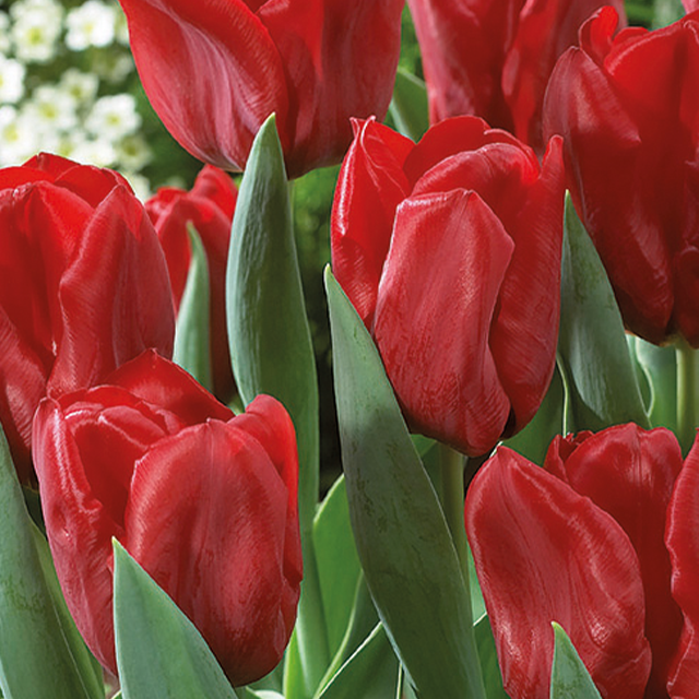 Tulipa seadov 5/1