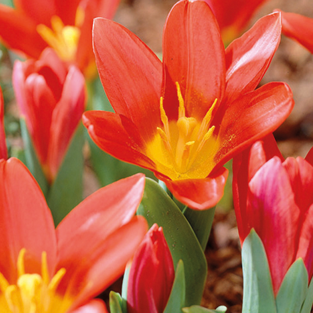 Tulipa scarlet baby 5/1