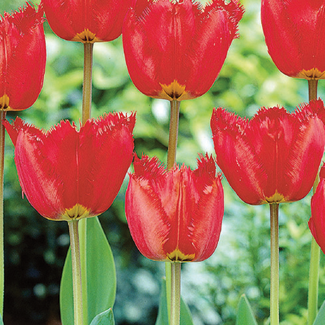 Tulipa crystal beauty 10/1